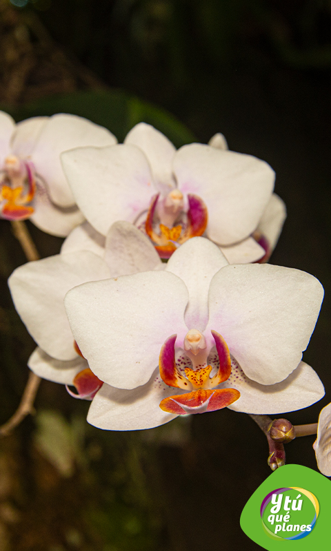 Orquídeas de Moyobamba